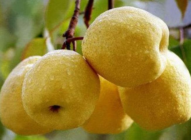 秋老虎来袭!建议大家吃果不吃瓜,多吃3样,滋阴润燥不上火