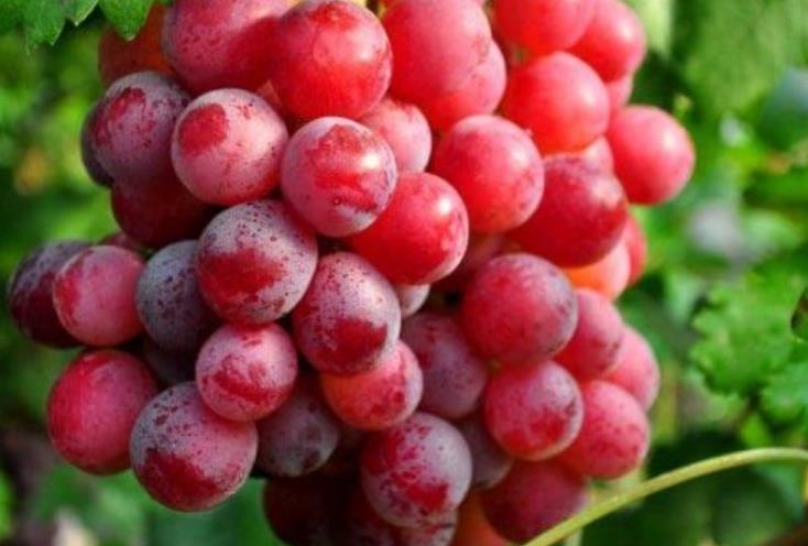 秋老虎来袭!建议大家吃果不吃瓜,多吃3样,滋阴润燥不上火