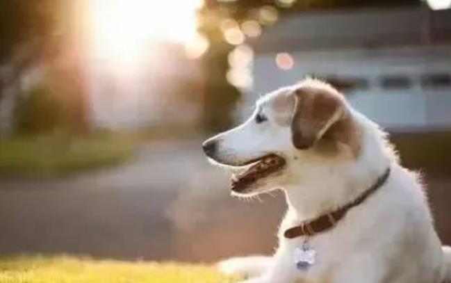 养狗最无知的几个做法,每一个都是在“慢性杀狗” 养狗最无知的几个做法,每一个都是在“慢性杀狗”